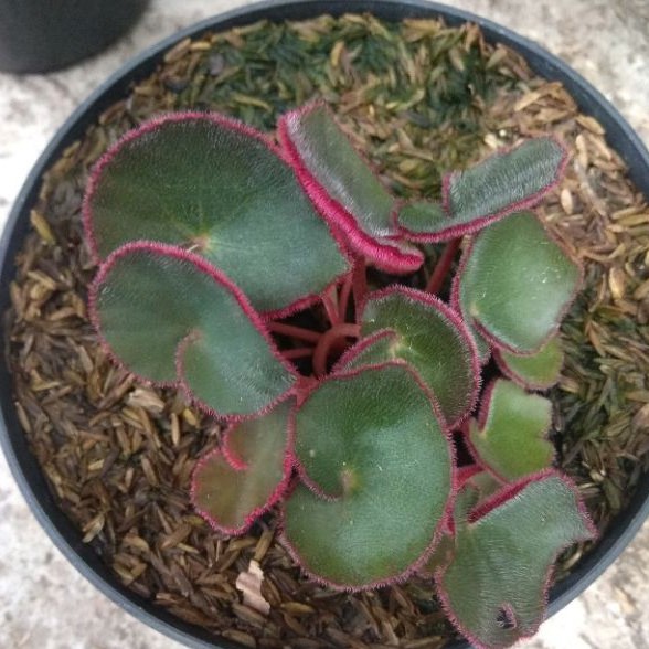 tanaman hias begonia mangkok/begonia karpet