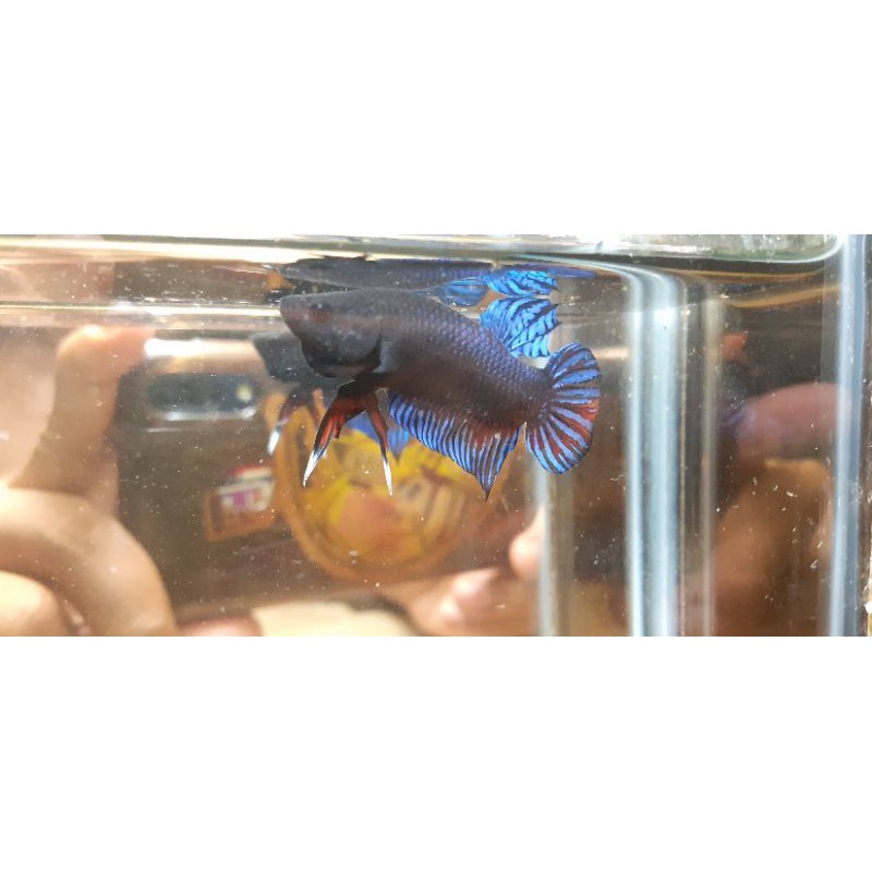 ikan cupang bagan aduan silangan Thailand & Malaysia