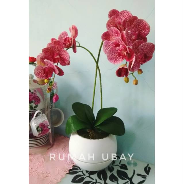 Anggrek latex / Anggrek bulan latex / vas bola