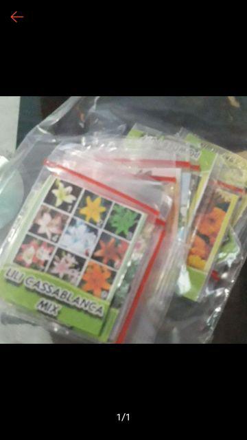 Biji Bunga Evening Primrose (primula) Mixedb