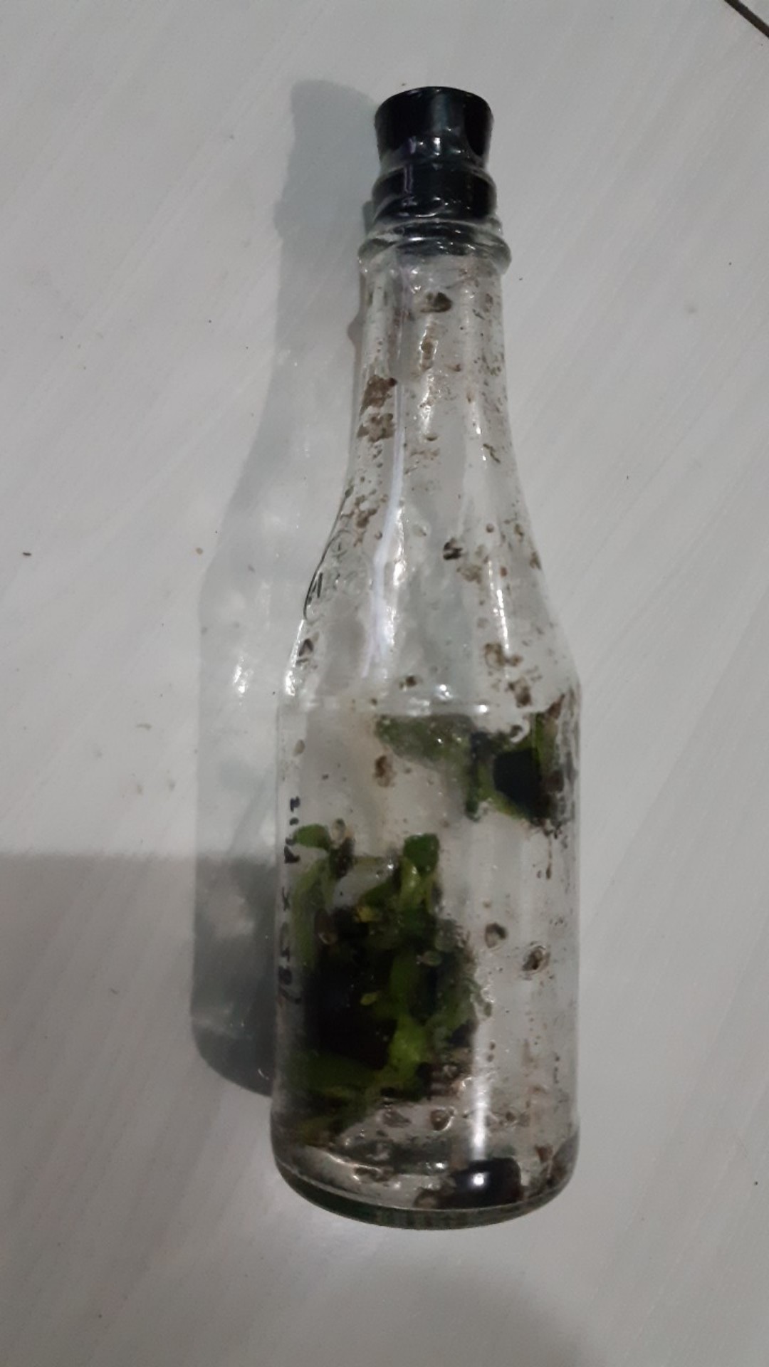 Bibit Bunga Anggrek Bulan Phalaenopsis Anggrek Botol