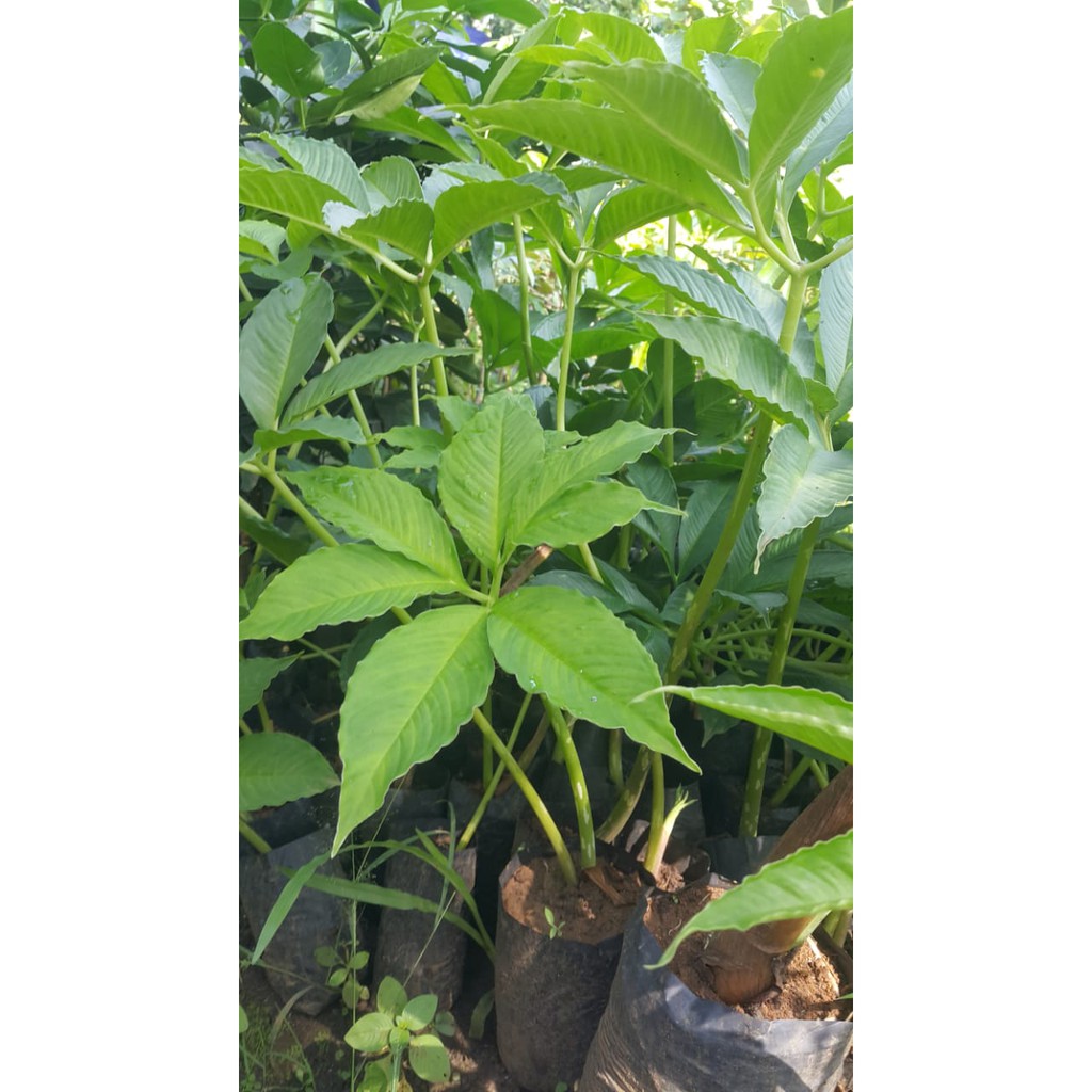 Tanaman  bibit Porang Tunas bibit