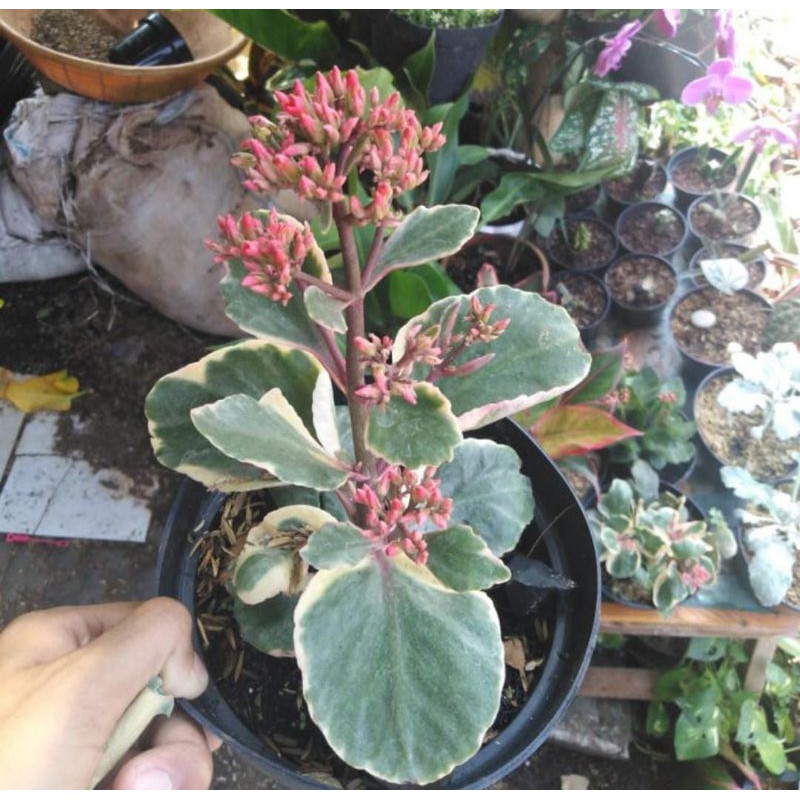 Tanaman Hias Cocor Bebek Varigata