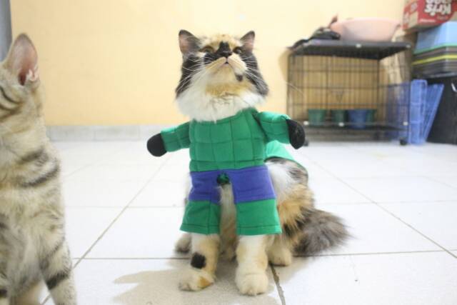 Kostum hulk untuk kucing / kostum pesta atau lomba kucing murah meriah