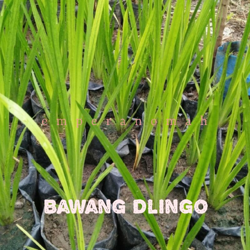 Bibit Tanaman Bawang Dlingo / Jeringau / Ascorus Calamus