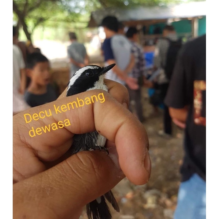 Decu kembang jantan