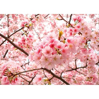 1 Biji Bunga Sakura  Japanese Cherry Blossoms IMPORT 