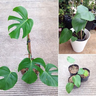  Monstera  Deliciosa Shopee Indonesia