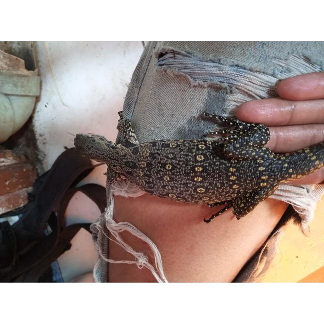 Wow Murah...297AN  Varanus salvator