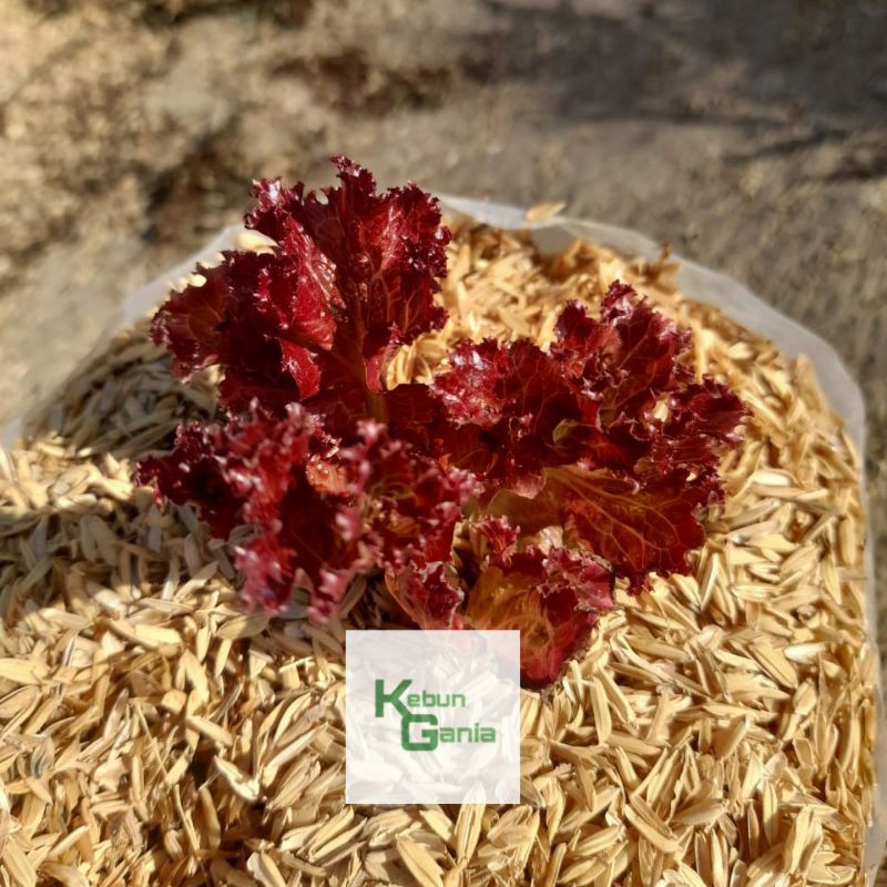 Selada Merah Red Lettuce bibit selada