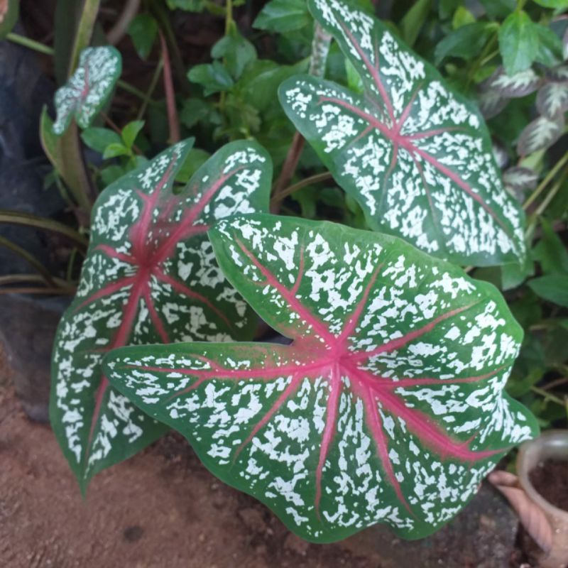 caladium red star