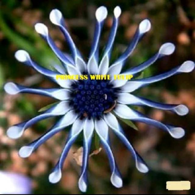 Benih Biji Bunga Anggrek Biru