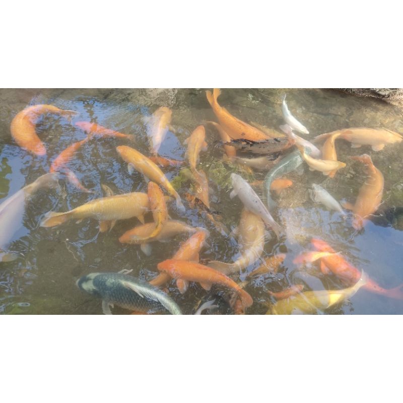 

ikan Mas asli Banten