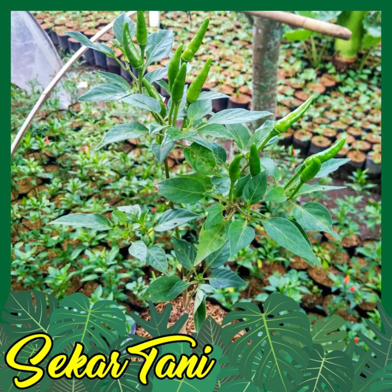 tanaman cabai rawit pedas sudah berbuah   / pohon cabai pedas
