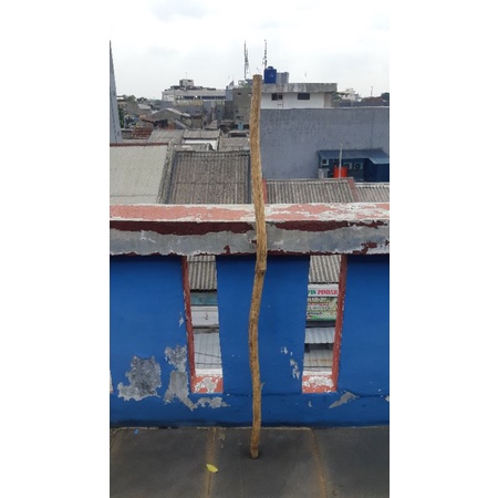 Tongkat teken kayu katilayu anti ular