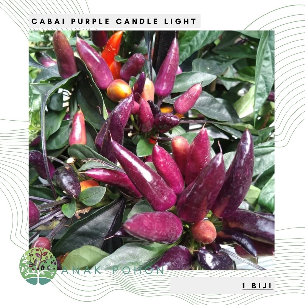 Benih Bibit Biji - Cabai Purple Candle Light Cabe Pelangi Rainbow Pepper Seeds