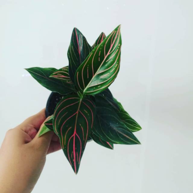 Tanaman hias Aglonema rotundum -Aglonema -tanaman hidup -bunga -tanaman hias hidup -bunga hidup tana