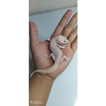(Mainan) Leopard Gecko Female Tomato Proven