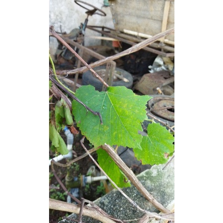 stek anggur lokal dan import 30batang