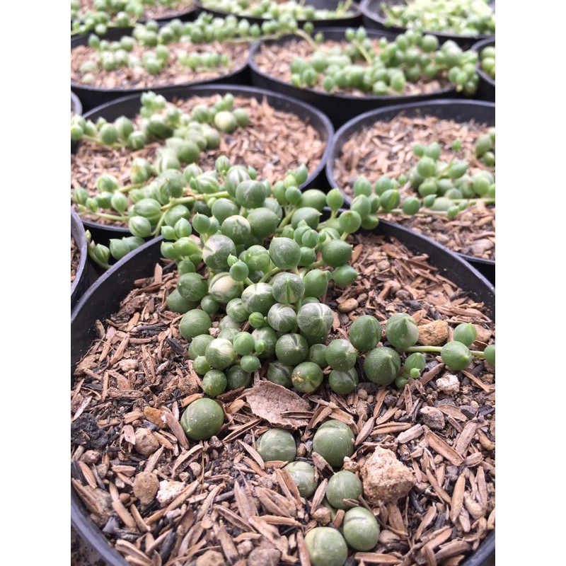 sukulen tasbi sukulen hias sukulen gantung