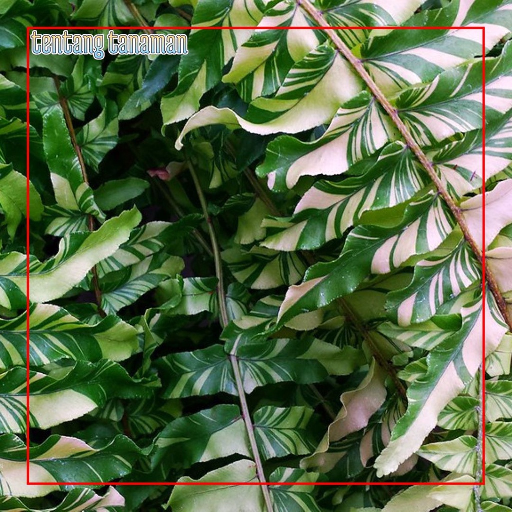 Tanaman Hias Pakis Boston Varigata Taiger Fern Variegata