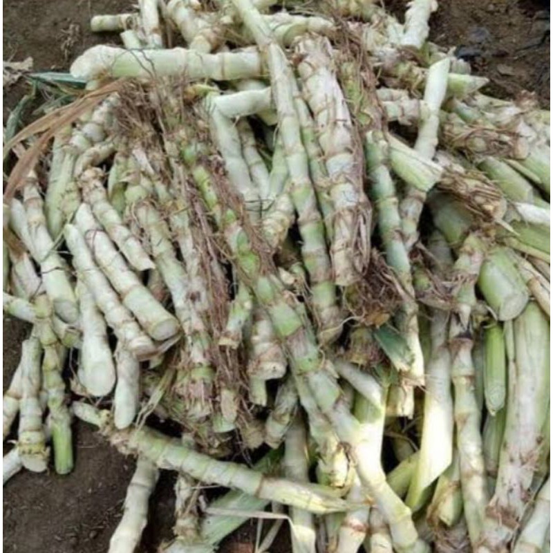 Bibit rumput odot pakan ternak