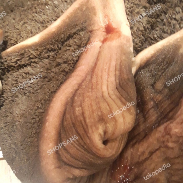 

Babat Sapi Hitam Fresh