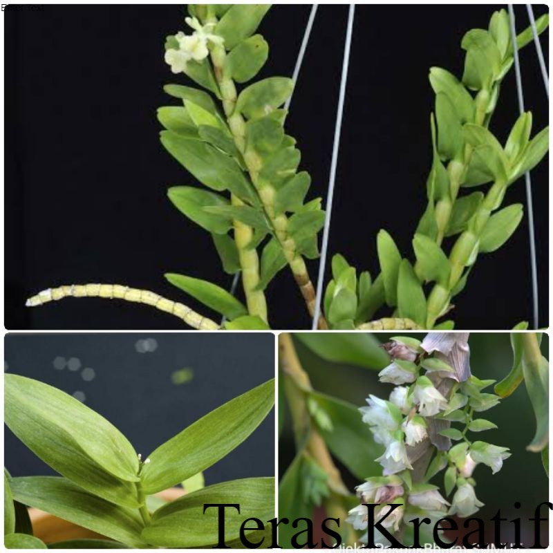 Tanaman Hias Appendicula Orchid Sumatera#Anggrek Hutan Sumatera