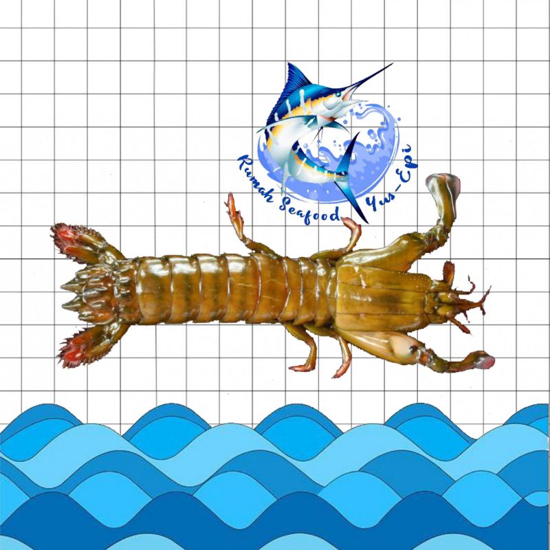 

Udang Ronggeng - rumahseafoodyusepi