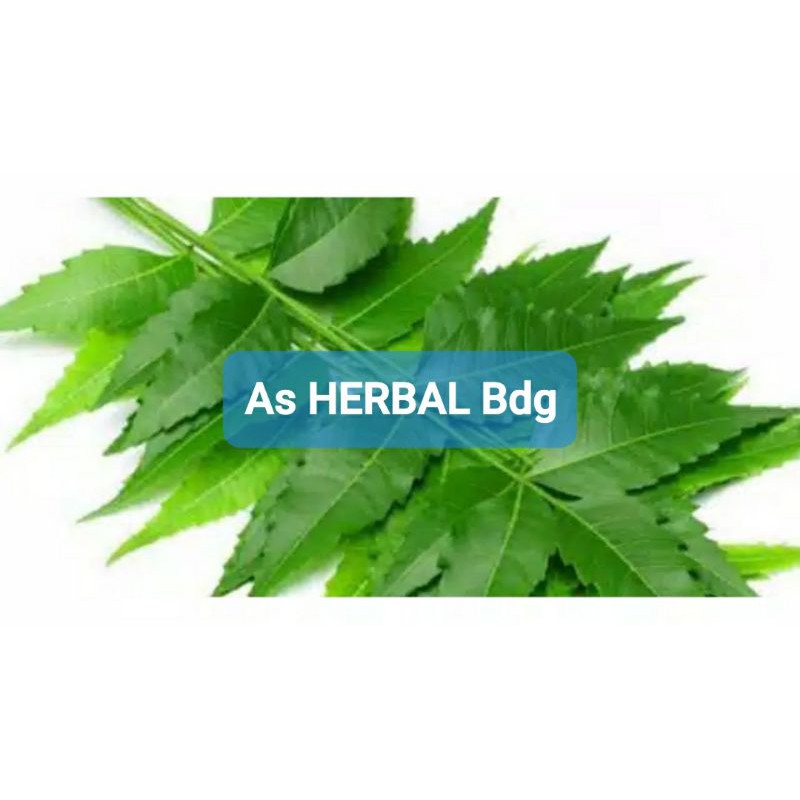 

Daun mimba segar 500 gram petik langsung