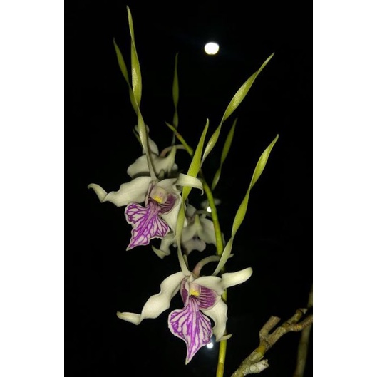 Dendrobium Stratiotes