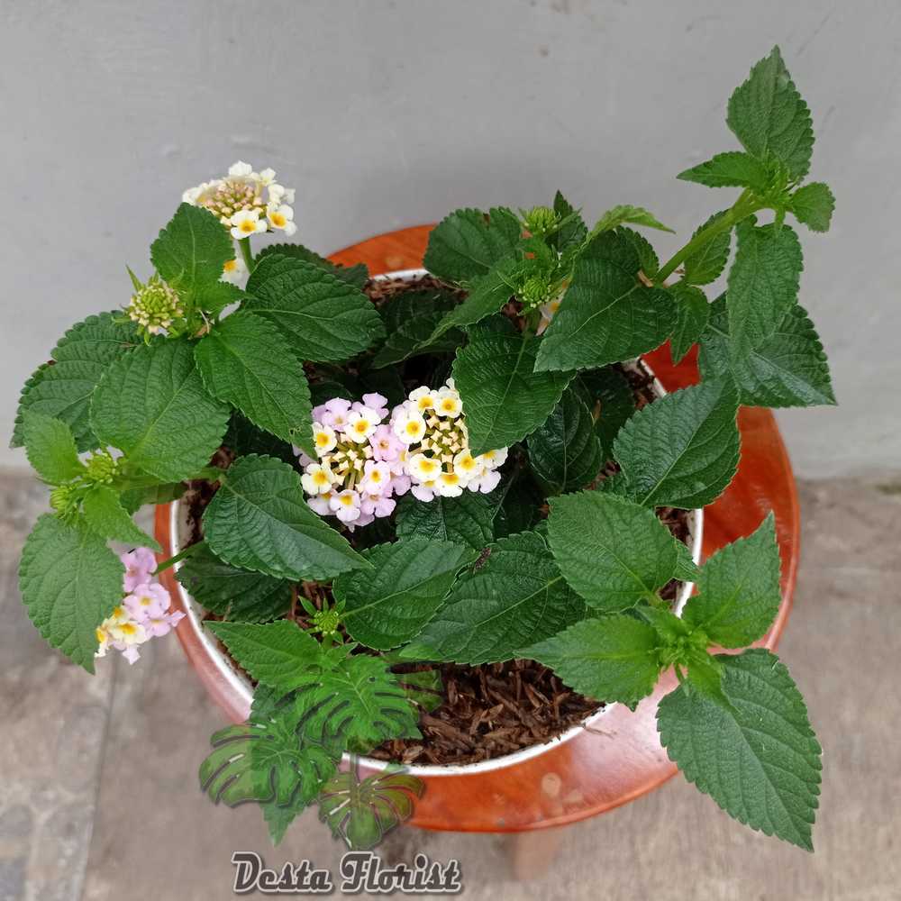 Lantana bunga kuning-lantana camara pink -TANAMAN HIAS