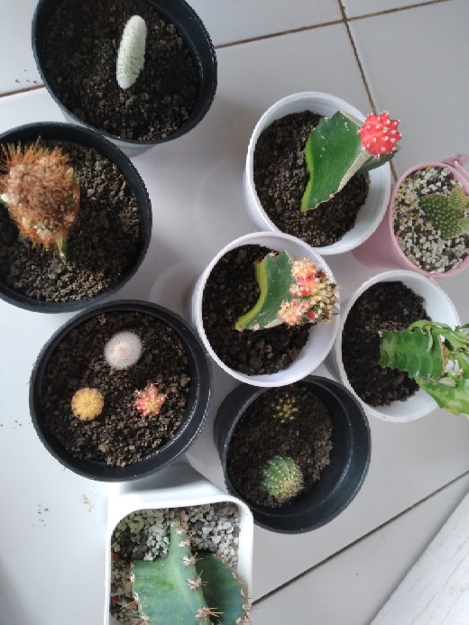 Paket Hemat 3 Pcs Plus Pot