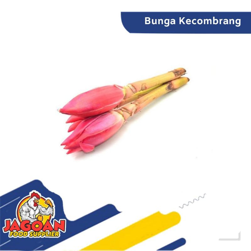 

TERMURAH!!! KECOMBRANG / SAYURAN