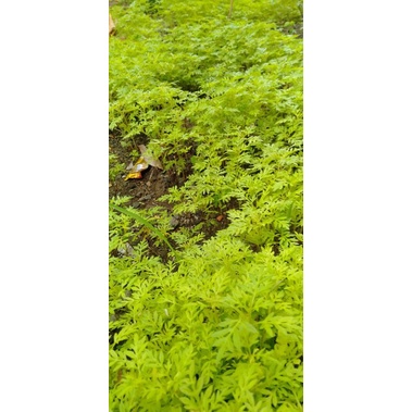 

Daun Kenikir Organik / 200gram