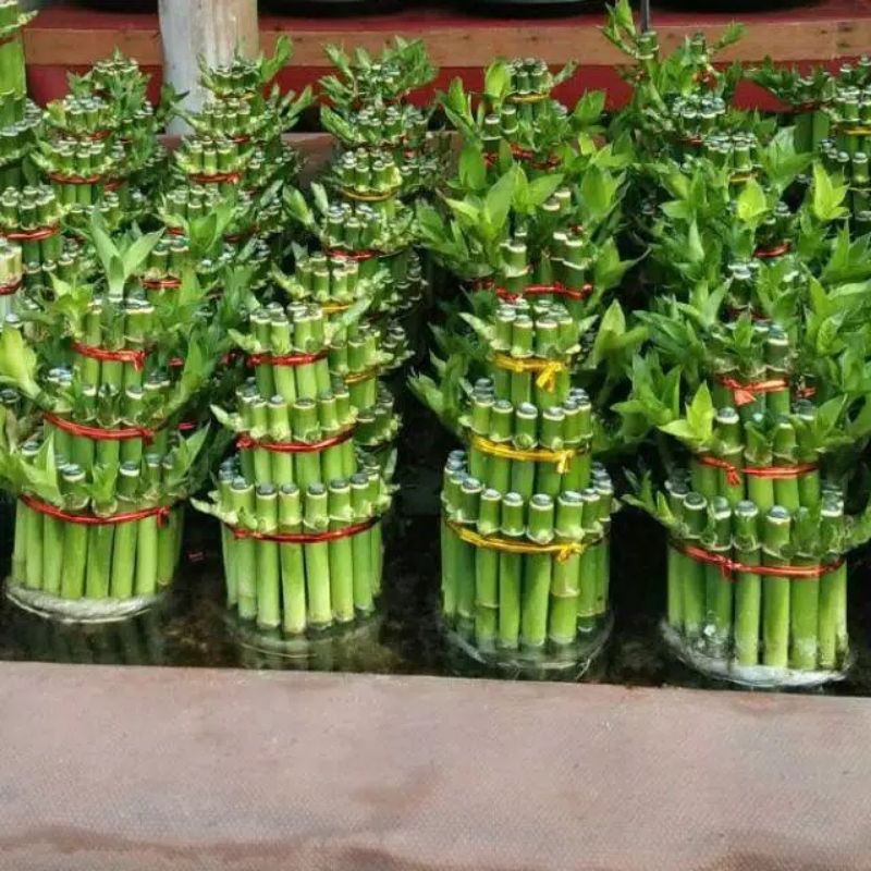 TANAMAN BAMBU HOKI/bambu cina/tanaman hias/souvernir