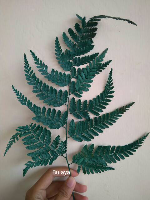 BK 01 Daun pakis kering bunga kering bahan mahar rustic