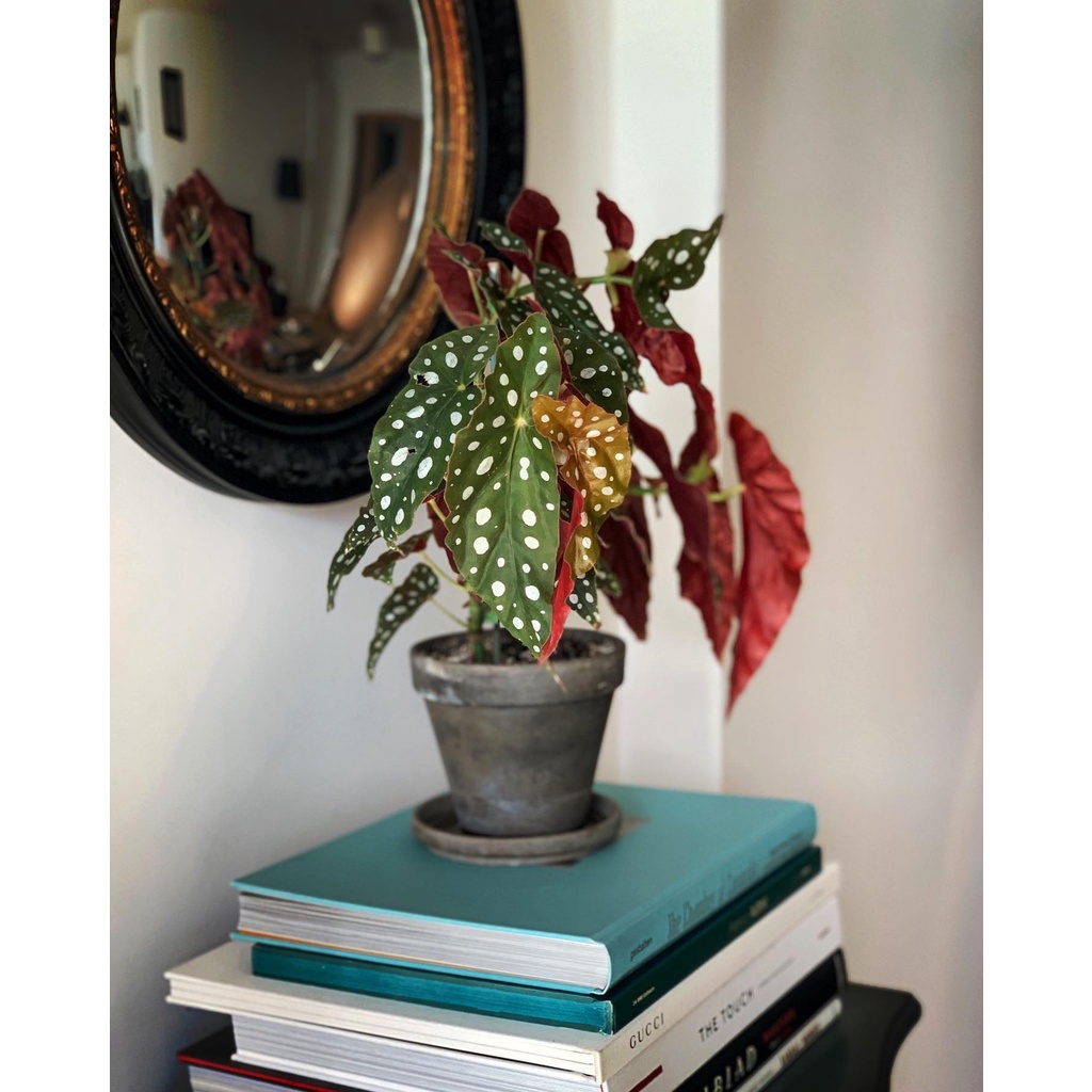 Begonia Maculata