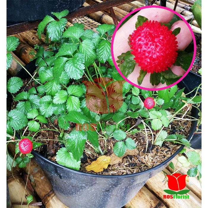 Tanaman Buah Arbenan