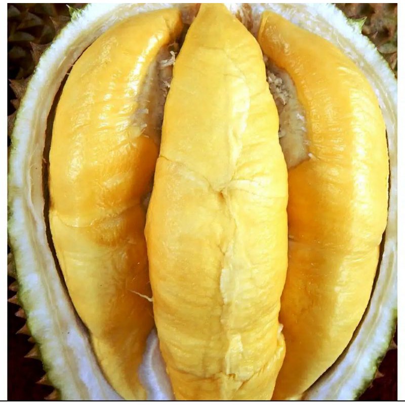 Bibit durian bawor [ Berkualitas Unggul]