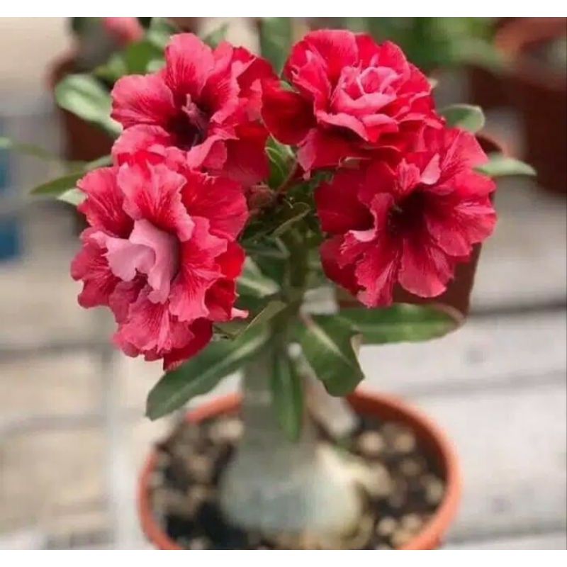 tanaman hias adenium merah kembang tumpuk