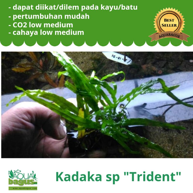 Kadaka sp "Trident" - tanaman aquascape