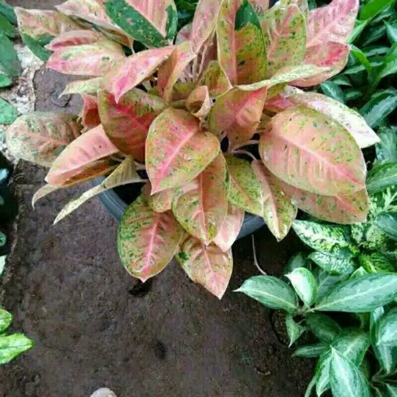 AGLONEMA BIG ROY MUTASI