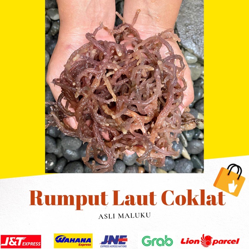 

1 KG RUMPUT LAUT COKLAT KERING COTONI COTTONII SEA BIRDNEST KUALITAS PREMIUM 100% ASLI