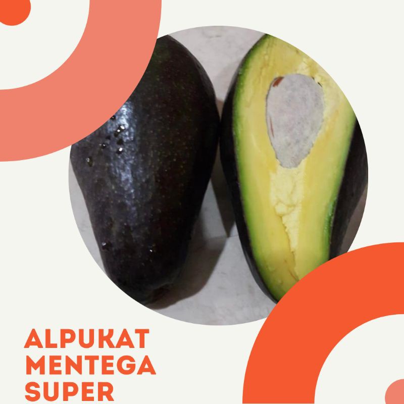 

ALPUKAT MENTEGA PREMIUM asli Sumbawa Bali 1Kg