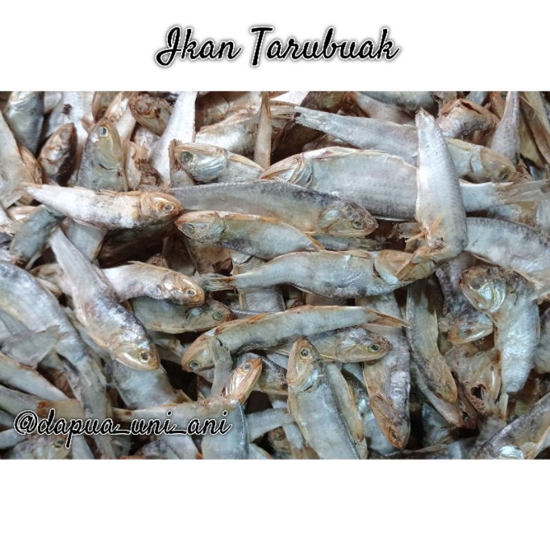 

IKAN TARUBUAK / IKAN TERUBUK