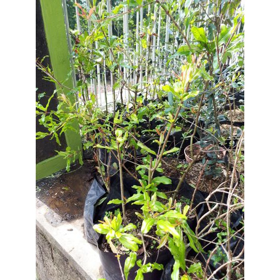 BIBIT TANAMAN BUAH LANGKA DELIMA ARAB THOIB TOIB RUMMAN %%##%%