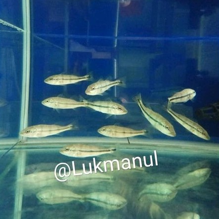 Ikan Peacock bass Pbass Blue Azul