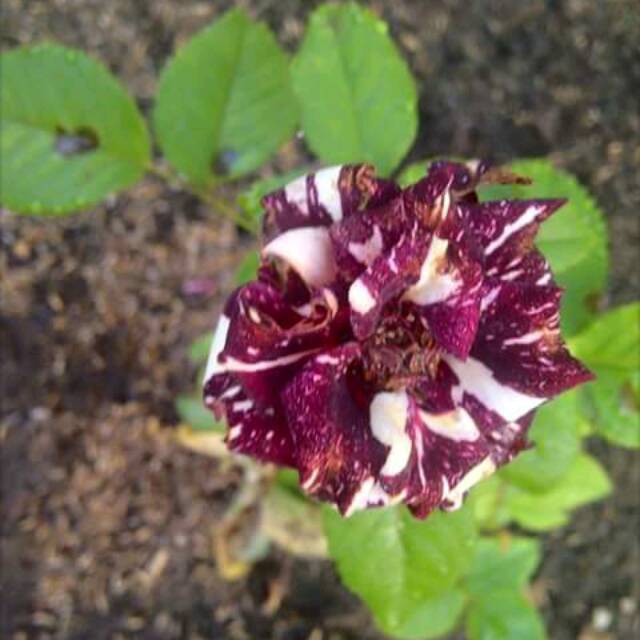 nursiti985