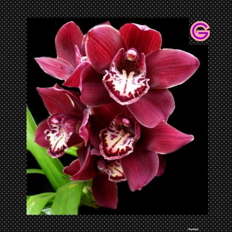 Cymbidium Australia Red Dewasa